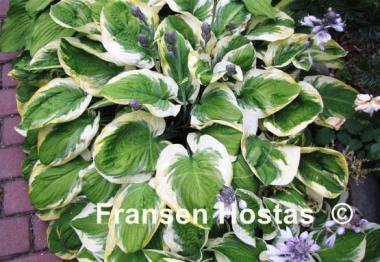 Hosta Carnival