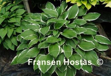 Hosta Carol
