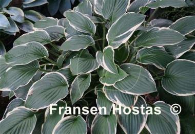 Hosta Carol