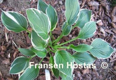 Hosta Carol