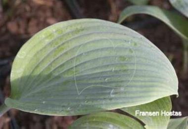 Hosta Carolina Blue