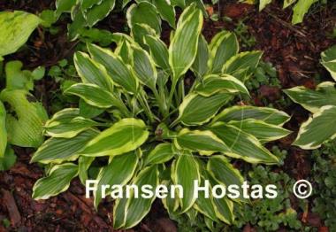 Hosta Carolina Sunshine