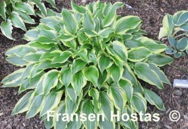 Hosta Carolina Sunshine