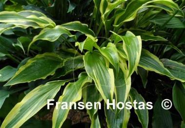 Hosta Carolina Sunshine