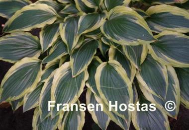 Hosta Carolina Sunshine