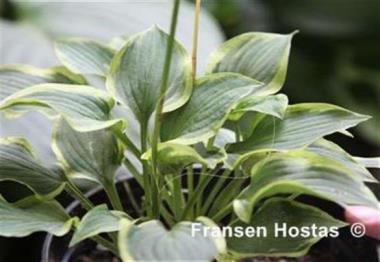 Hosta Carolingian