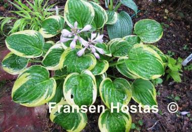 Hosta Carousel