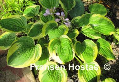 Hosta Carousel