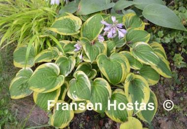 Hosta Carousel