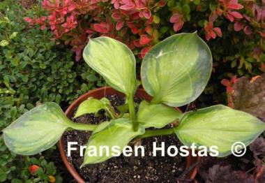 Hosta Carriage Wheels