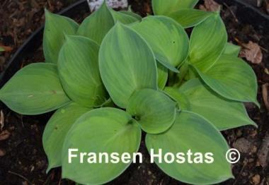 Hosta Carriage Wheels