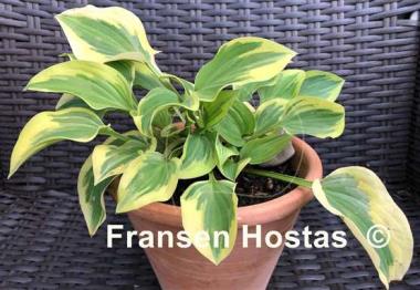 Hosta Carry On