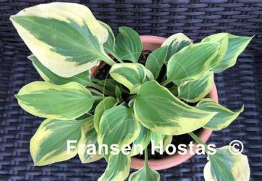 Hosta Carry On