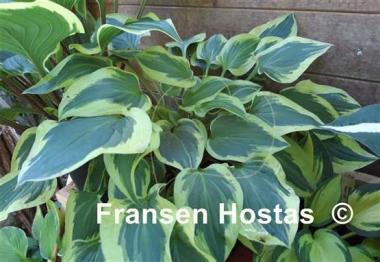 Hosta Carry On