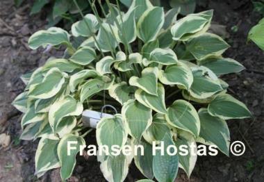 Hosta Carry On