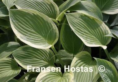 Hosta Cascade Mist