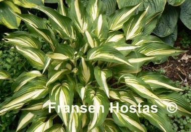 Hosta Cascades