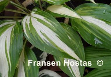 Hosta Cascades