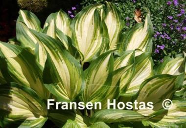 Hosta Cascades