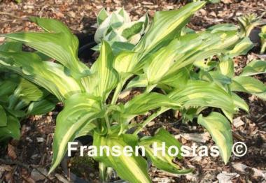 Hosta Cascades