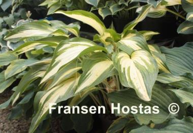 Hosta Cascades