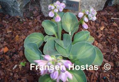 Hosta Cat and Mouse