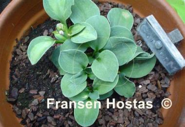 Hosta Cat and Mouse