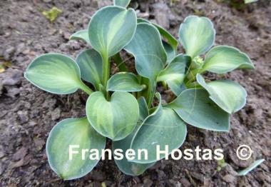 Hosta Cat and Mouse