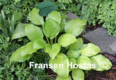 Hosta Catch of the Day