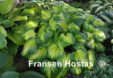 Hosta Cathedral Windows