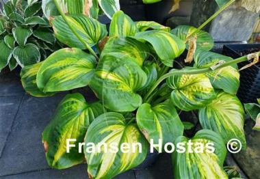 Hosta Cathedral Windows