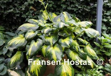 Hosta Cathedral Windows