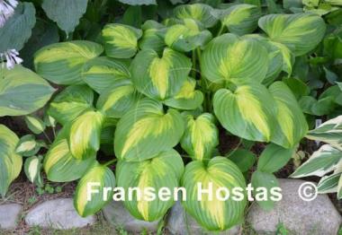 Hosta Cathedral Windows