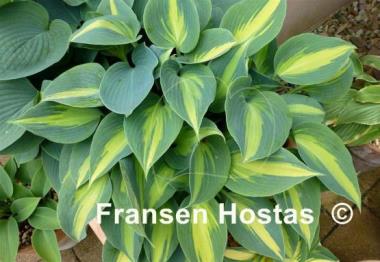 Hosta Catherine