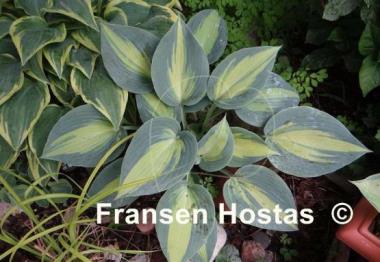 Hosta Catherine
