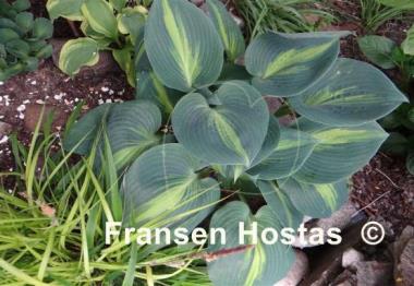 Hosta Catherine