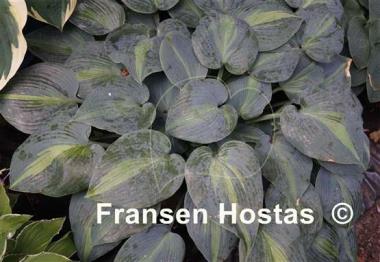 Hosta Catherine
