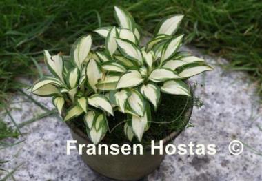 Hosta Cat's Eye