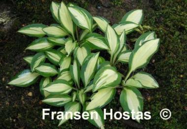 Hosta Cat's Eye