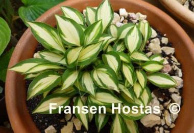 Hosta Cat's Eye