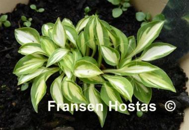 Hosta Cat's Eye