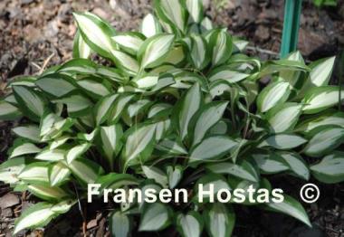 Hosta Cat's Eye