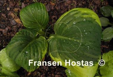 Hosta Cavalcade