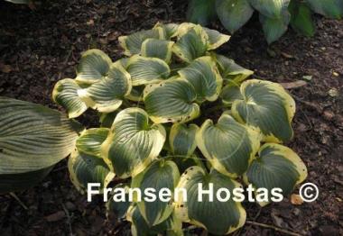 Hosta Cavalcade