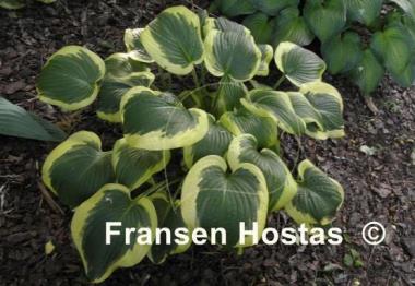 Hosta Cavalcade
