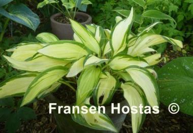 Hosta Celebration