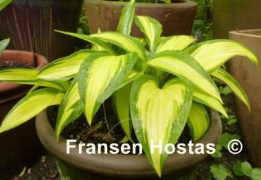 Hosta Celebration