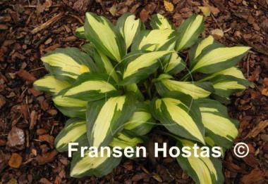 Hosta Celebration