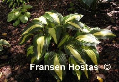 Hosta Celebration