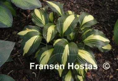Hosta Celebration